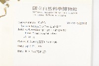 白花牽牛藏品圖，第2張