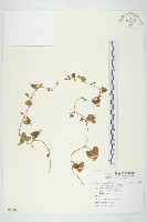 白花牽牛藏品圖，第1張