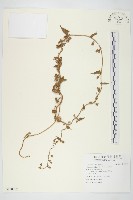 白花牽牛藏品圖，第1張