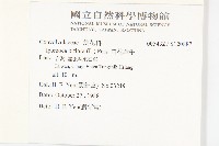 白花牽牛藏品圖，第2張