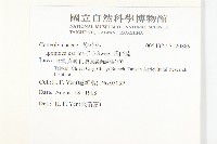 番仔藤藏品圖，第2張