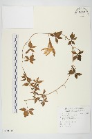 番仔藤藏品圖，第1張