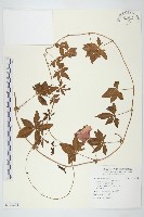 番仔藤藏品圖，第1張