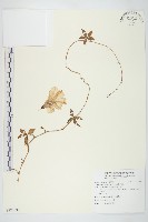 番仔藤藏品圖，第1張