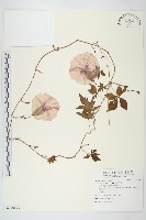 番仔藤藏品圖，第1張