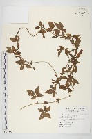 番仔藤藏品圖，第1張