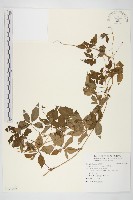 番仔藤藏品圖，第1張