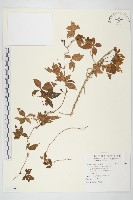 番仔藤藏品圖，第1張