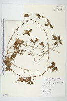 番仔藤藏品圖，第1張