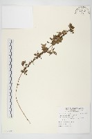 番仔藤藏品圖，第1張