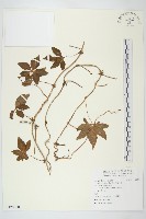 番仔藤藏品圖，第1張