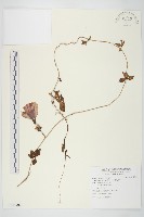 番仔藤藏品圖，第1張