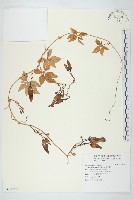 番仔藤藏品圖，第1張