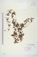 番仔藤藏品圖，第1張