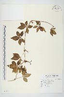 番仔藤藏品圖，第1張