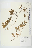 番仔藤藏品圖，第1張