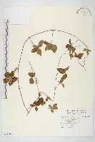 番仔藤藏品圖，第1張