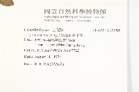 番仔藤藏品圖，第2張