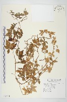 番仔藤藏品圖，第1張