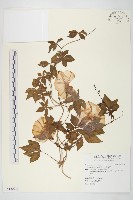 番仔藤藏品圖，第1張