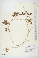 番仔藤藏品圖，第1張