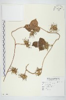 碗仔花藏品圖，第1張