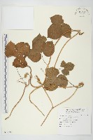 碗仔花藏品圖，第1張