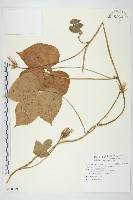 碗仔花藏品圖，第1張