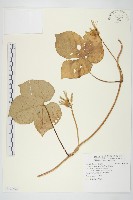 碗仔花藏品圖，第1張