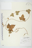 碗仔花藏品圖，第1張