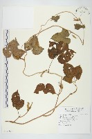 碗仔花藏品圖，第1張