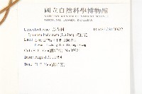 碗仔花藏品圖，第2張