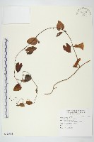 海牽牛藏品圖，第1張