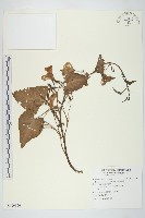 甕菜、空心菜藏品圖，第1張