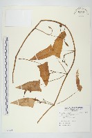 甕菜、空心菜藏品圖，第1張