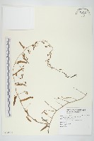 甕菜、空心菜藏品圖，第1張