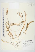 土丁桂藏品圖，第1張