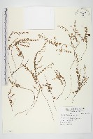 土丁桂藏品圖，第1張