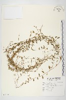 土丁桂藏品圖，第1張