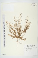 土丁桂藏品圖，第1張