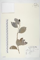 亨利氏伊立基藤藏品圖，第1張