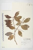 亨利氏伊立基藤藏品圖，第1張