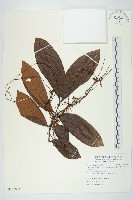 臺灣菟絲子藏品圖，第1張