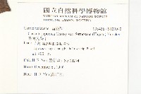 臺灣菟絲子藏品圖，第2張