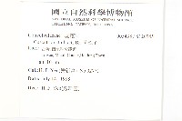 菟絲子藏品圖，第2張