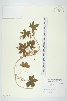 菟絲子藏品圖，第1張