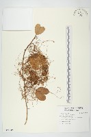 菟絲子藏品圖，第1張