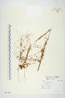 菟絲子藏品圖，第1張