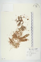 菟絲子藏品圖，第1張