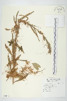 菟絲子藏品圖，第1張